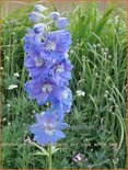 Delphinium 'Magic Fountains Sky Blue White Bee'