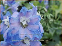 Delphinium 'Magic Fountains Sky Blue White Bee'