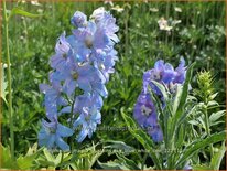 Delphinium 'Magic Fountains Sky Blue White Bee'