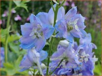 Delphinium 'Magic Fountains Sky Blue White Bee'