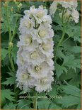 Delphinium &#39;Samba&#39; (pot 11 cm)