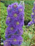 Delphinium &#39;Sweet Sensation&#39; (pot 11 cm)