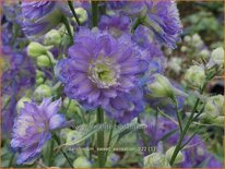 Delphinium &#39;Sweet Sensation&#39; (pot 11 cm)