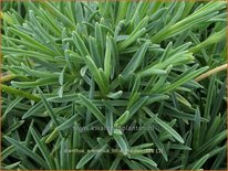 Dianthus arenarius &#39;Little Maiden&#39;