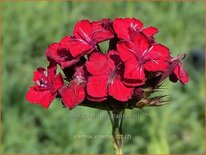 Dianthus cruentus