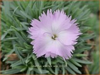 Dianthus 'Whatfield Wisp'