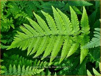 Dryopteris coreano 'Montana'