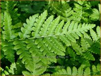 Dryopteris cristata