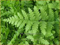 Dryopteris filix-mas