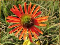 Echinacea purpurea &#39;Orange Skipper&#39;