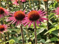 Echinacea purpurea 'Pica Bella'