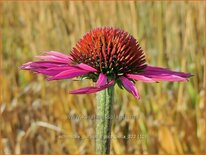 Echinacea purpurea 'Pica Bella'