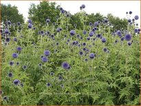 Echinops bannaticus 'Taplow Blue'