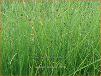 Equisetum scirpoides