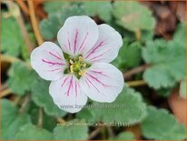 Erodium reichardii 'Album'