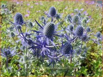 Eryngium planum &#39;Magical Blue Lagoon&#39;