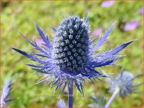 Eryngium planum &#39;Magical Blue Lagoon&#39;