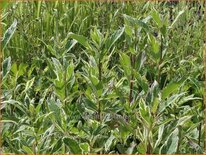 Eupatorium fortunei 'Capri'