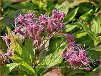 Eupatorium maculatum &#39;Purple Bush&#39;