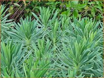 Euphorbia characias wulfenii