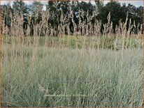 Festuca valesiaca &#39;Silbersee&#39;