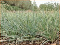 Festuca valesiaca &#39;Silbersee&#39;