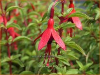 Fuchsia &#39;David&#39;