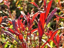 Gaura lindheimeri &#39;Gaudi Pink&#39;