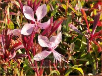 Gaura lindheimeri &#39;Gaudi Pink&#39;