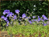 Geranium &#39;Orion&#39;