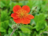 Geum coccineum &#39;Tosai&#39;