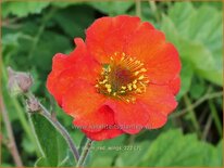 Geum 'Red Wings'