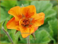 Geum 'Spanish Fly'