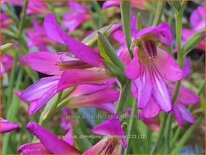 Gladiolus communis subsp. byzantinus