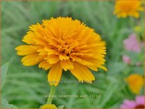 Heliopsis helianthoides &#39;Asahi&#39;