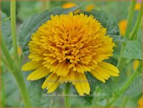 Heliopsis helianthoides &#39;Asahi&#39;