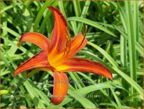 Hemerocallis &#39;Sammy Russell&#39;