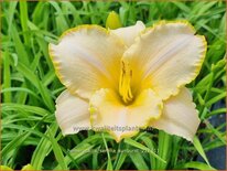 Hemerocallis &#39;Serena Sunburst&#39;