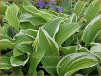 Hosta 'Antioch'