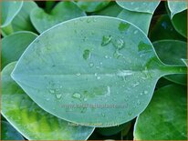 Hosta 'Blue Cadet'