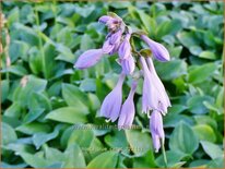 Hosta 'Blue Cadet'