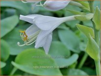 Hosta &#39;Bressingham Blue&#39;