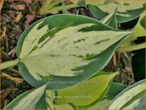 Hosta 'Revolution'