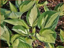 Hosta 'Revolution'