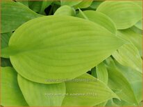 Hosta &#39;Sum and Substance&#39;