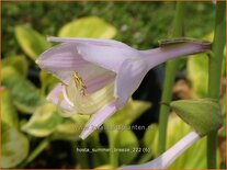 Hosta &#39;Summer Breeze&#39;