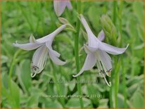 Hosta 'Undulata Albomarginata'