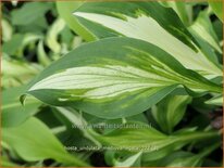 Hosta 'Undulata Mediovariegata'