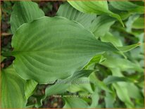 Hosta ventricosa