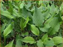 Hosta ventricosa